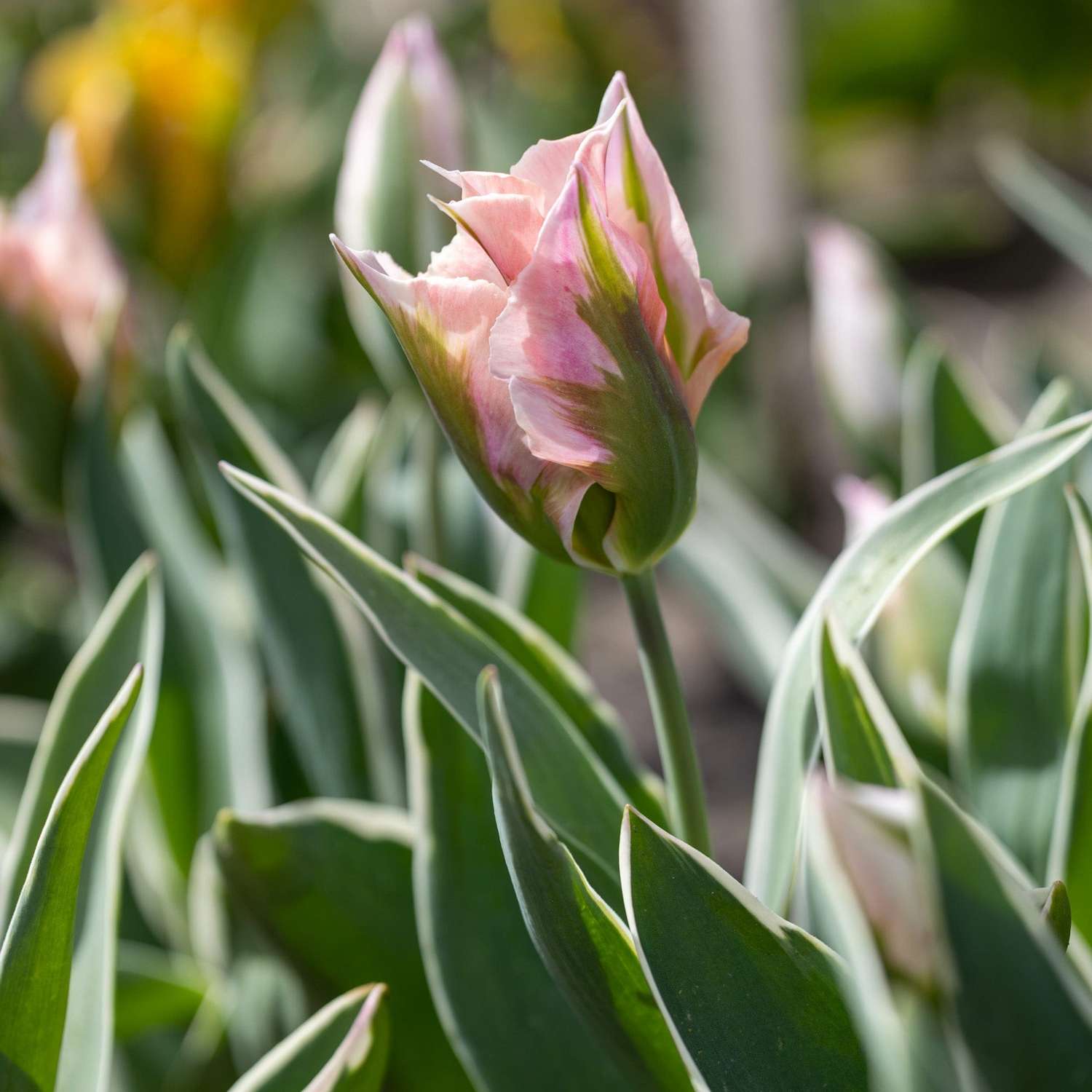 Tulpe 'China Town'